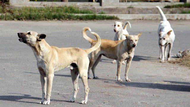 https://salarnews.in/public/uploads/images/newsimages/maannewsimage21092024_231922_dogs stray.jpg